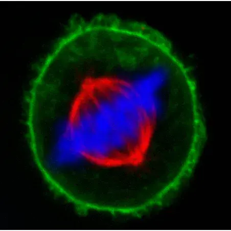 Viral Nucleic Acid Extraction Kit (2400 ul)